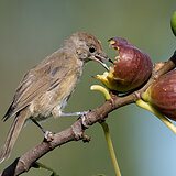 Garden birds